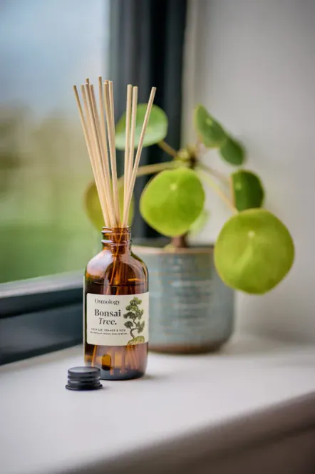 Hovedbilde Osmology by Aery Bonsai Tree Refill Diffuser 